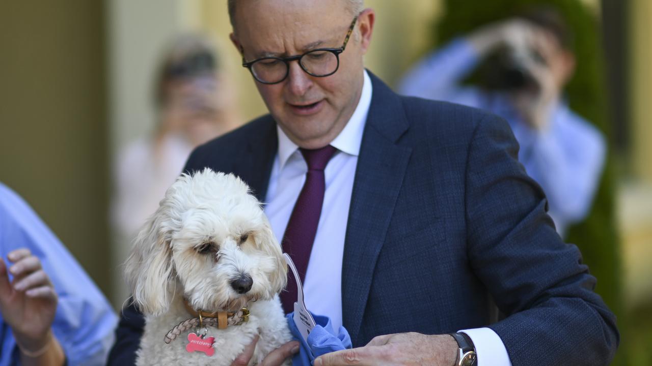 Bridget McKenzie ask questions on Anthony Albanese’s canine Toto on air power flights