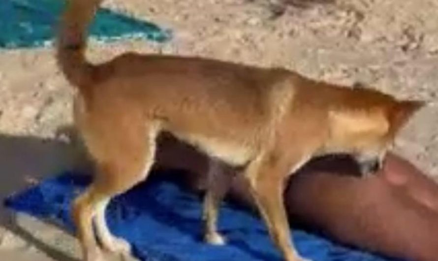 Dingo assault, Ok’gari: Dingo bites man on leg at fashionable vacation island, QLD