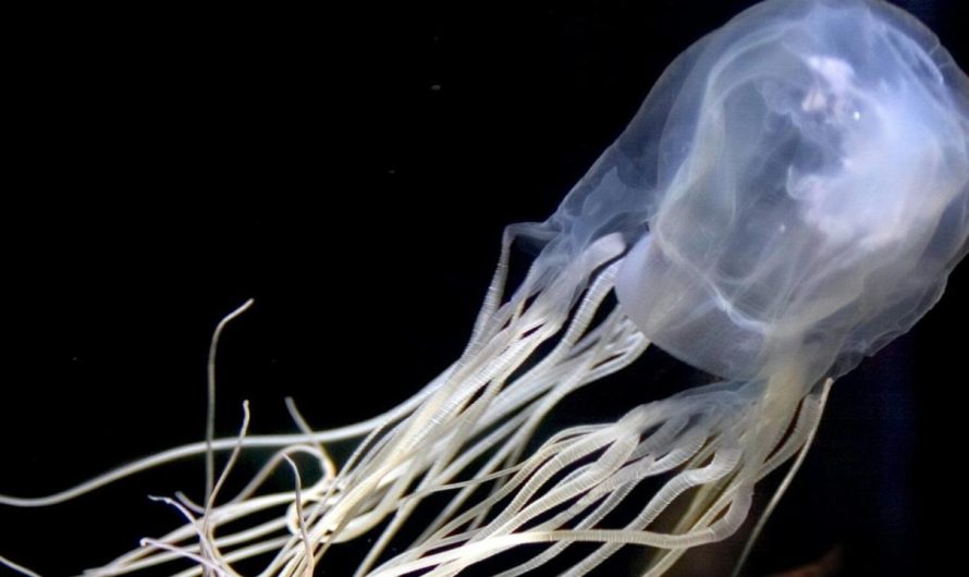 Spike in Irukandji jellyfish anticipated at North Queensland seashores