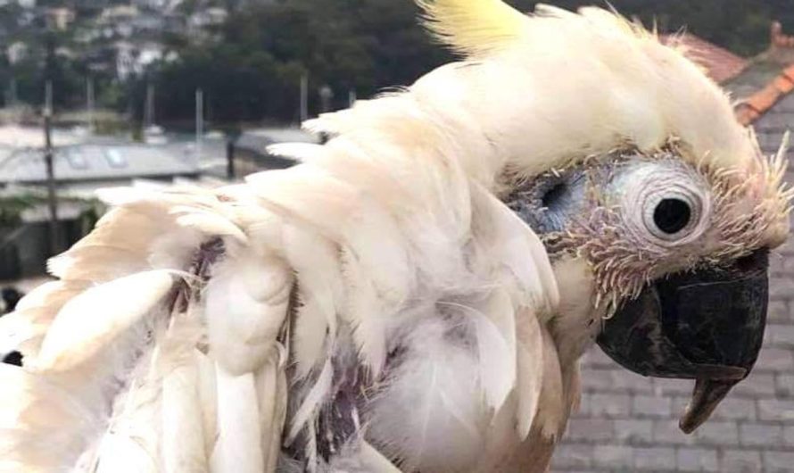 Wildlife: The lethal fowl illness behind shock picture of Aussie wildlife icon