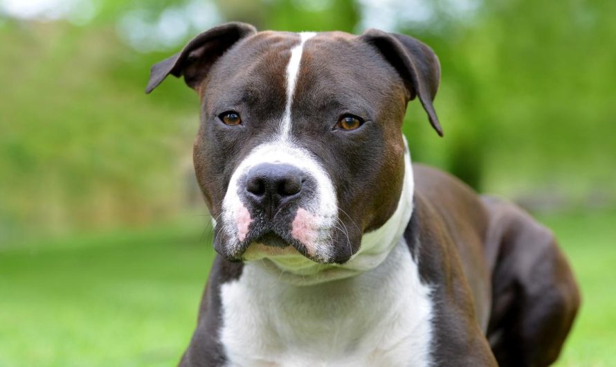 Inquest into deadly canine assaults hears requires American Staffordshire Terriers to develop into restricted breed