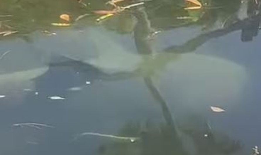 Giant bull shark noticed at widespread Sydney swimming spot Gymea