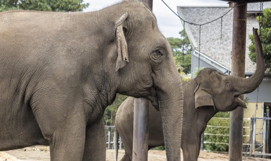 Taronga Zoo Sydney farewells Asian elephants Pak Boon and Tang Mo