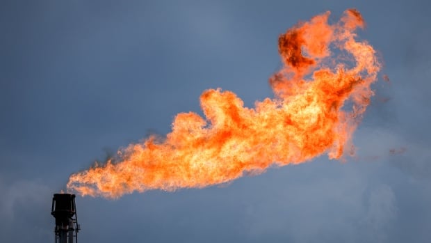 Alberta oil and fuel sector exceeded flaring restrict in 2023, information reveals