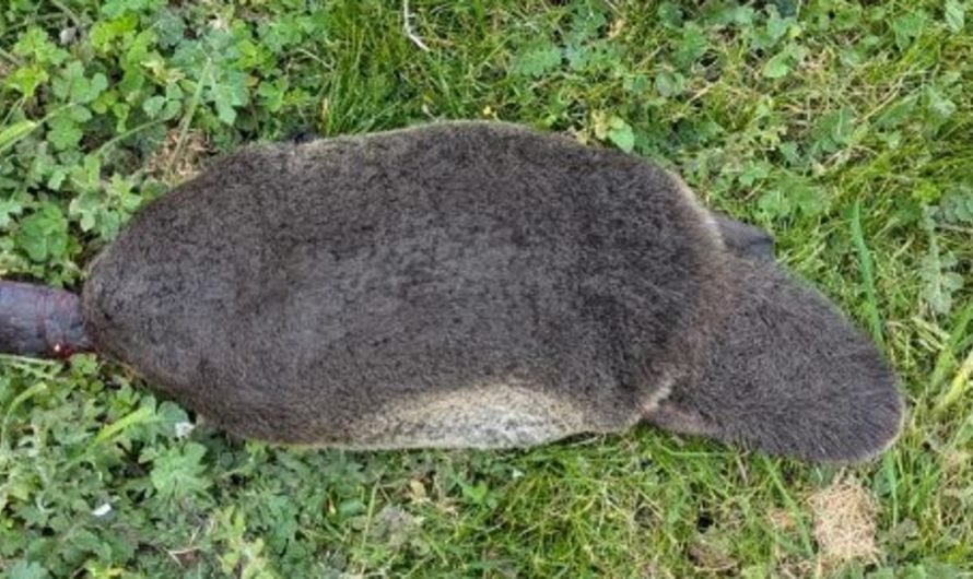 Aussies warned after younger platypus discovered lifeless on garden