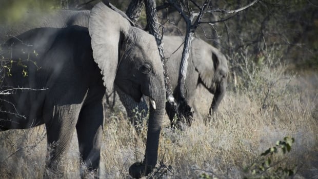 Namibia killing elephants, hippos to feed folks amid worst drought in a century